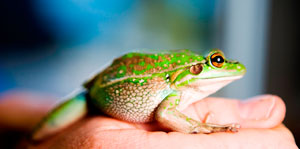 Green Frogs